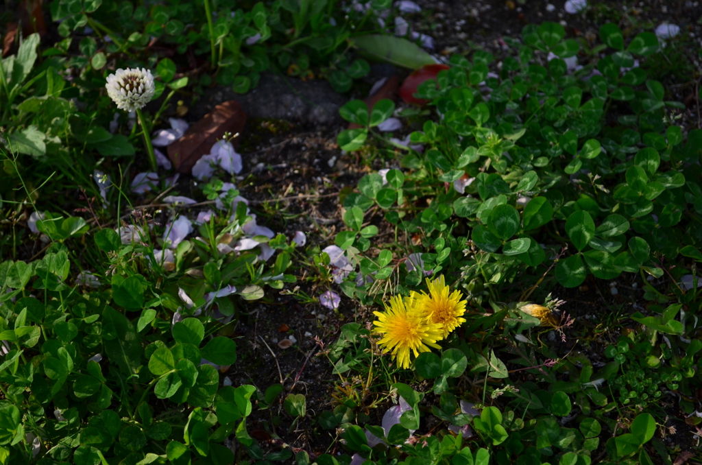 DSC_0210