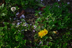 DSC_0210