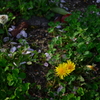 DSC_0210