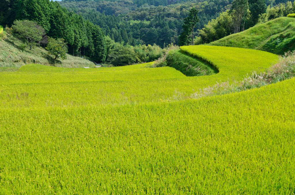 棚田