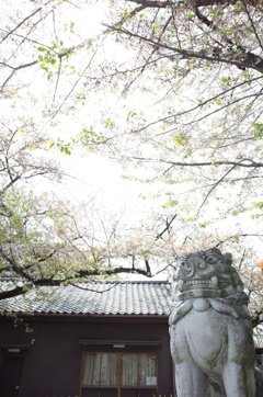 狛犬、桜を見上げ。