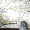 狛犬、桜を見上げ。