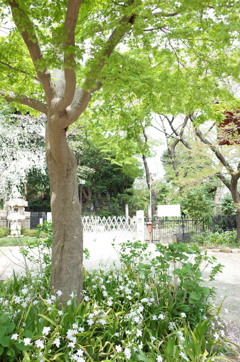 緑も綺麗なり。