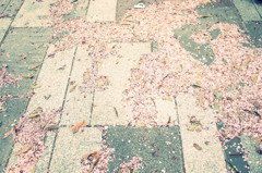 微かに残る、舞い散る希望。