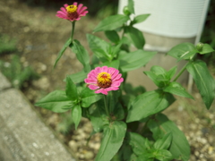 道端に咲く花