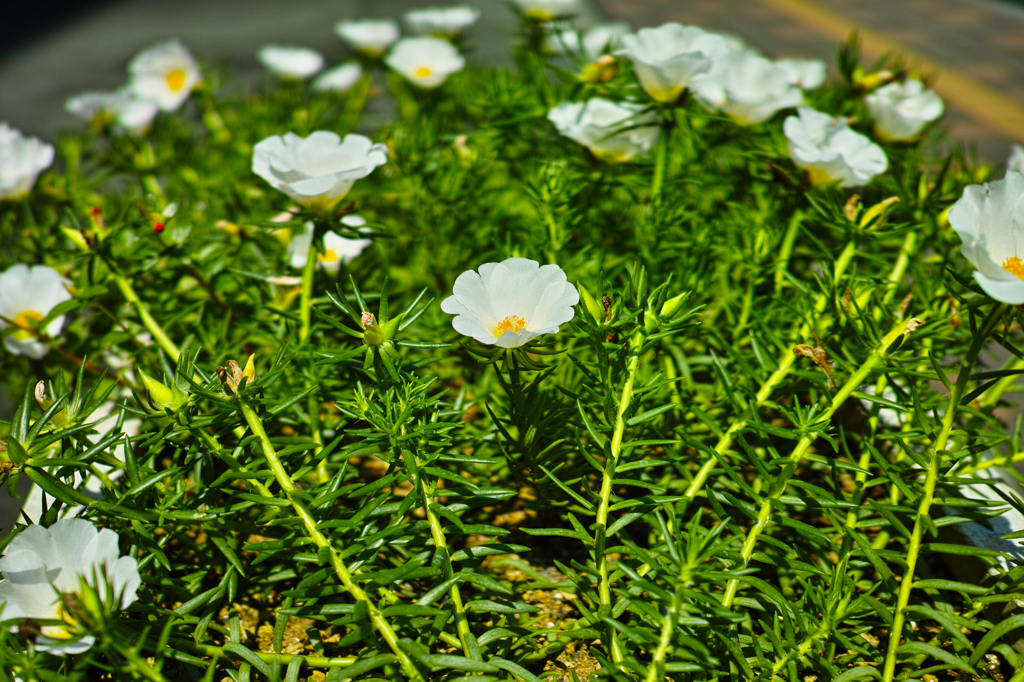 透き通る花びら