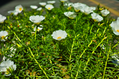 透き通る花びら
