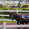 ポニーの馬車