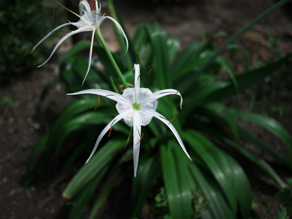 散歩中に見つけた花達２