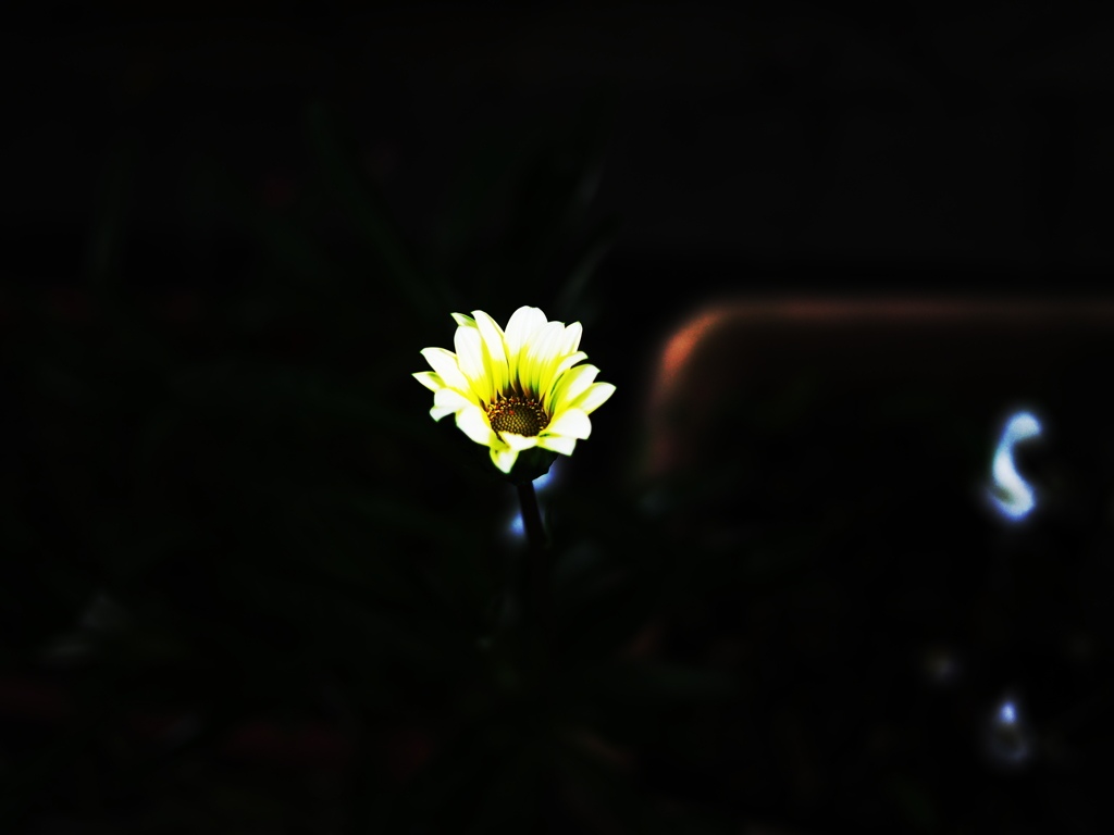 花の絵