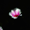 静かに咲く花