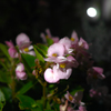 夜に撮った花１