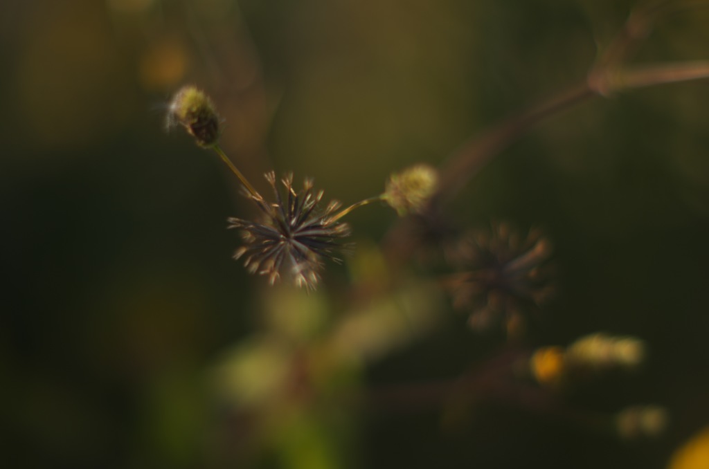 sticky insects