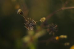 sticky insects