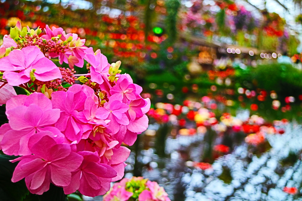 Beautiful flowers
