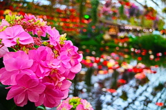 Beautiful flowers
