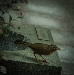 ガビチョウ