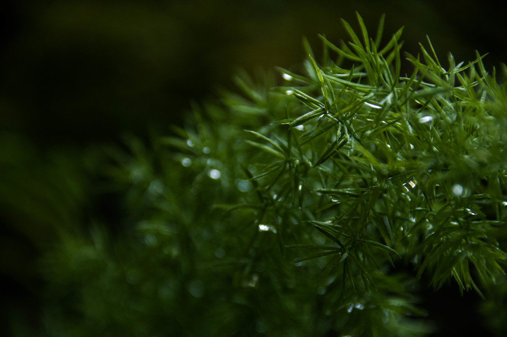 苔の森
