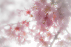 オカメ桜