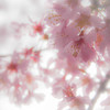 オカメ桜