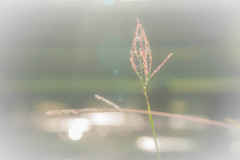 秋色  Feeling　⑥