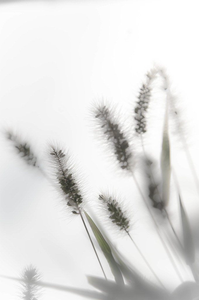 秋色  Feeling　⑦