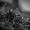 フウの実通信 ②