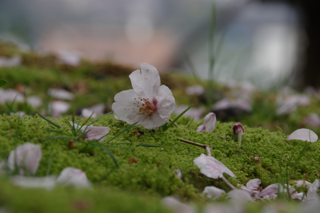 sakura '17 落ち桜