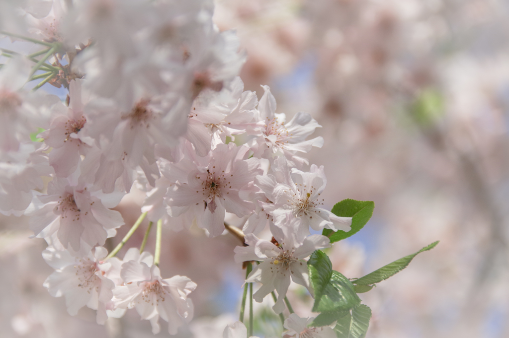 桜（はな）の咲く頃　⑤