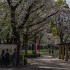 春爛漫　①