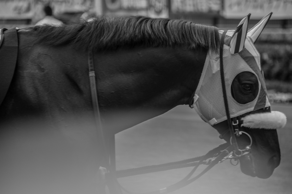 at the races ~muscle power②