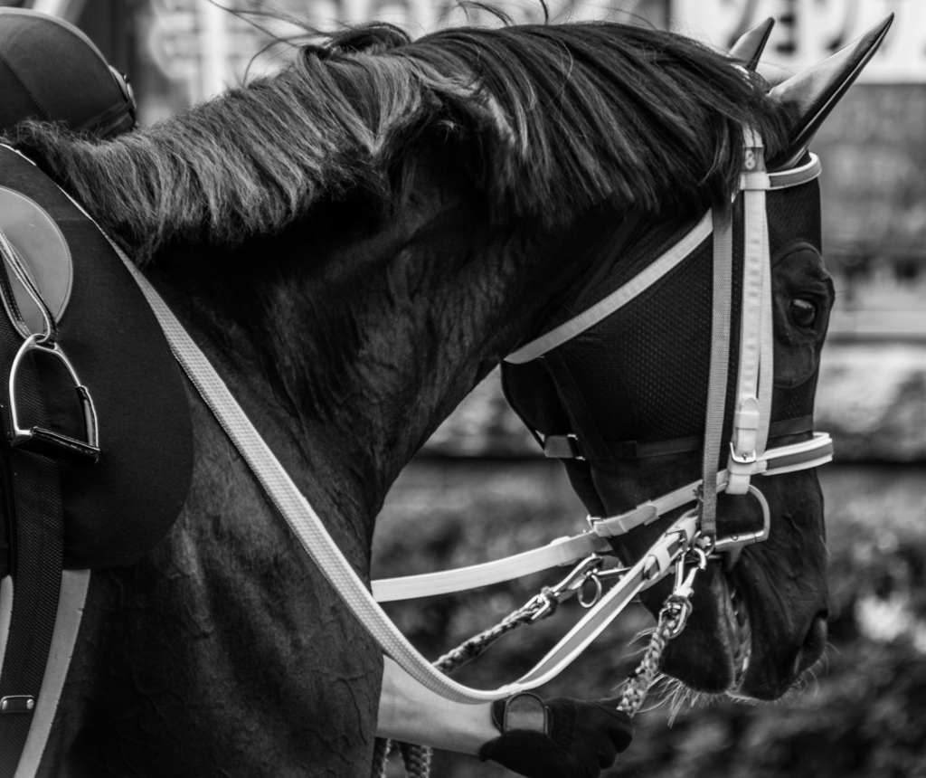 at the races ~muscle power ①
