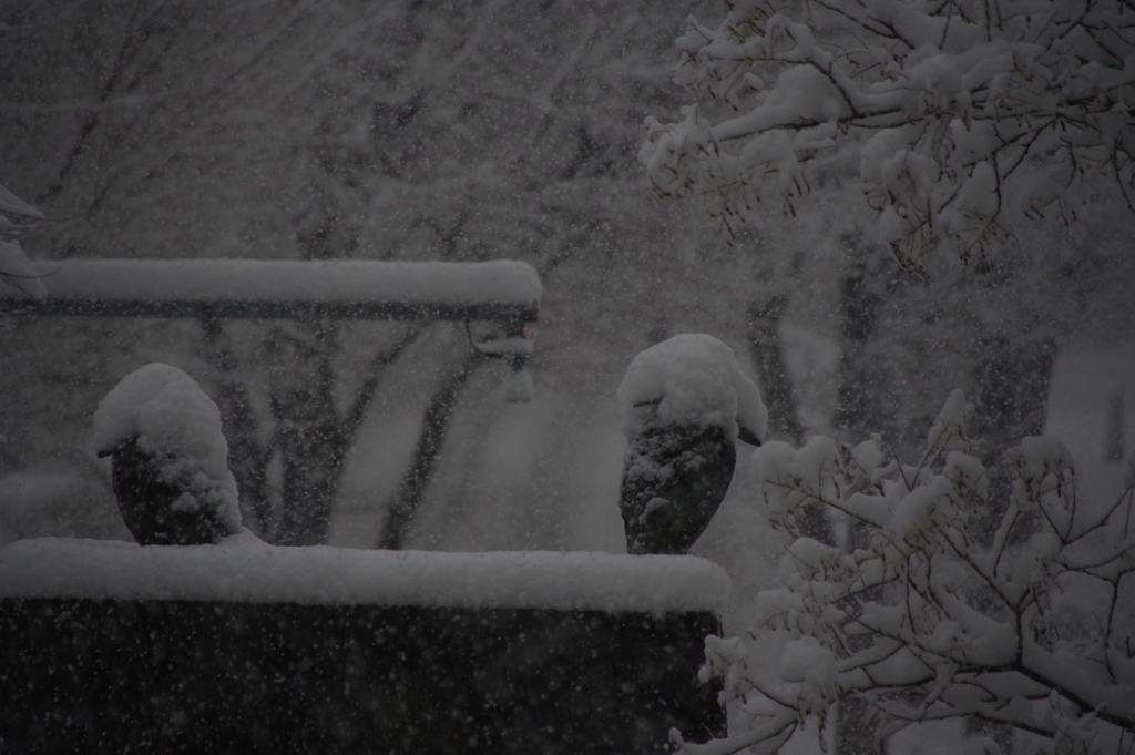 雪の日　①