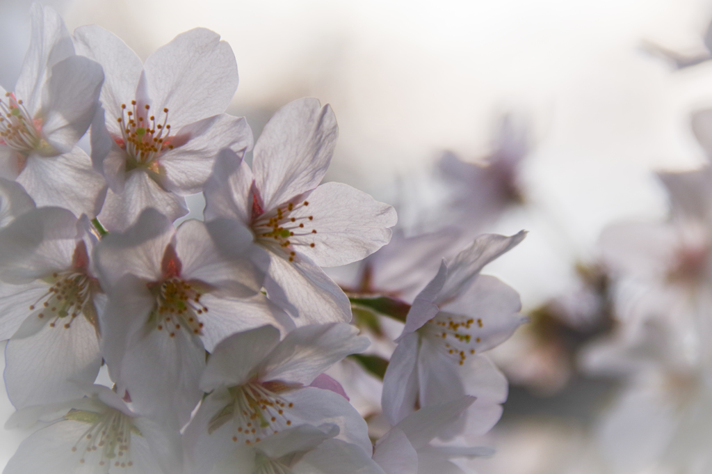 桜（はな）の咲く頃　③