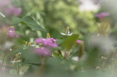 野に咲く花のように