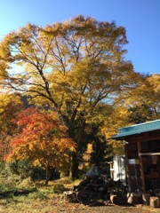 秋日和