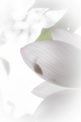 halation