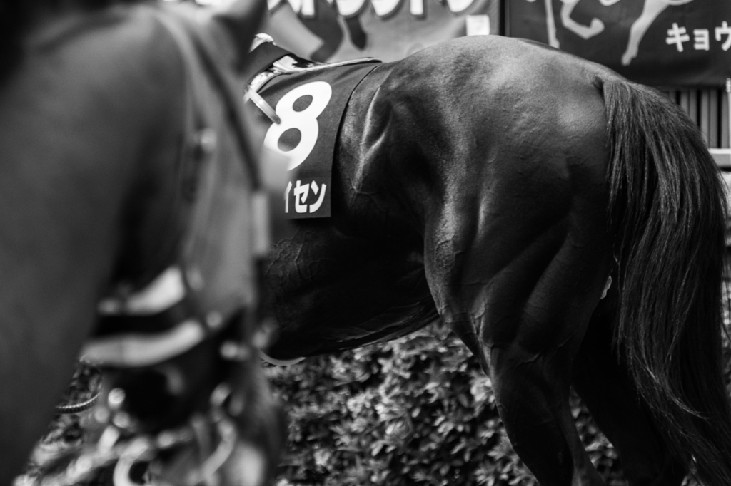 at the races ~muscle power④