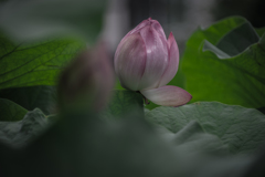 蓮池の辺（ほとり）で　⑦