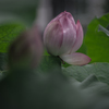 蓮池の辺（ほとり）で　⑦