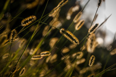 秋色  Feeling　⑧