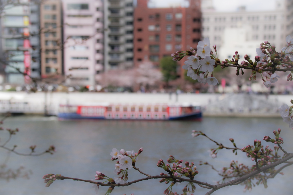 桜（はな）の咲く頃　②