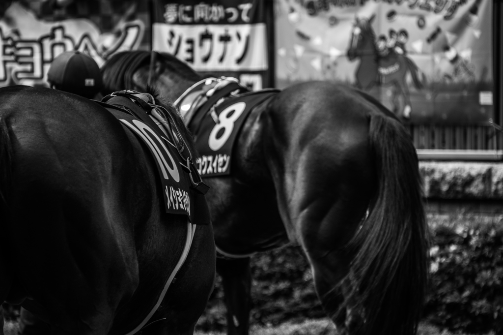at the races ~muscle power③