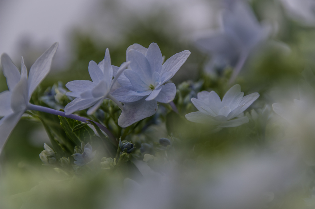 梅雨の合間に　①