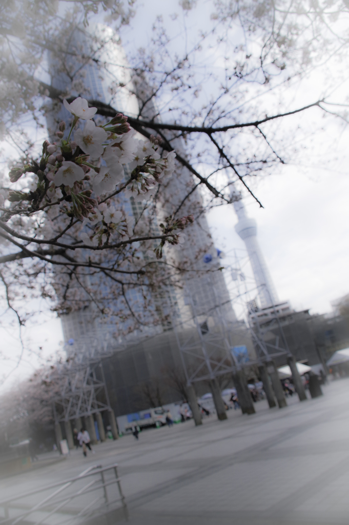 桜（はな）の咲く頃　①