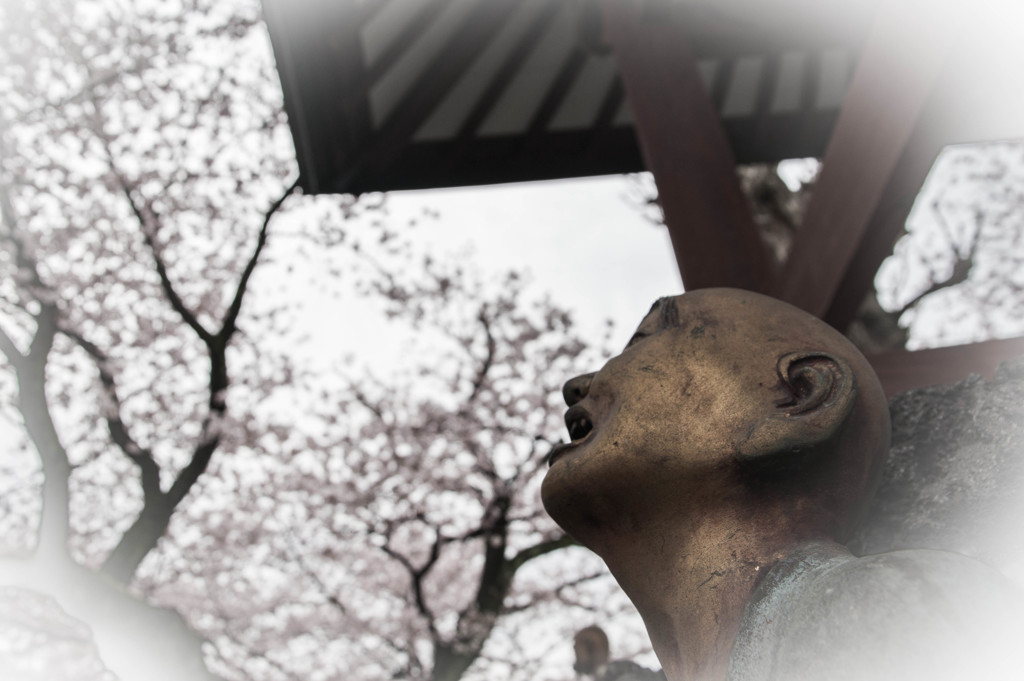 桜便り ⑤