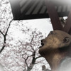 桜便り ⑤