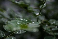 梅雨の合間に　④