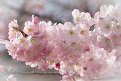 sakura '17  ①