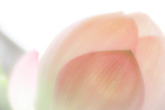 桃色吐息　②